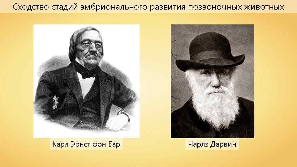 Сходство стадий эмбрионального развития позвоночных животных Карл Эрнст фон Бэр Чарлз Дарвин 