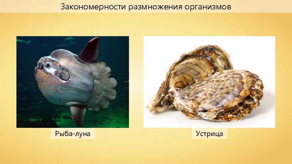 Закономерности размножения организмов Рыба-луна Устрица 