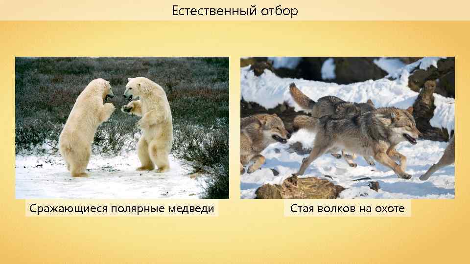 Естественный отбор Сражающиеся полярные медведи Стая волков на охоте 