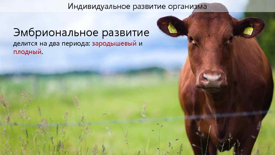 Индивидуальное развитие организма Эмбриональное развитие делится на два периода: зародышевый и плодный. 