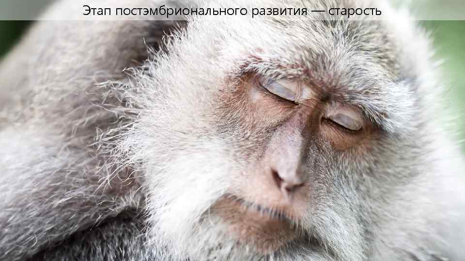 Этап постэмбрионального развития — старость 