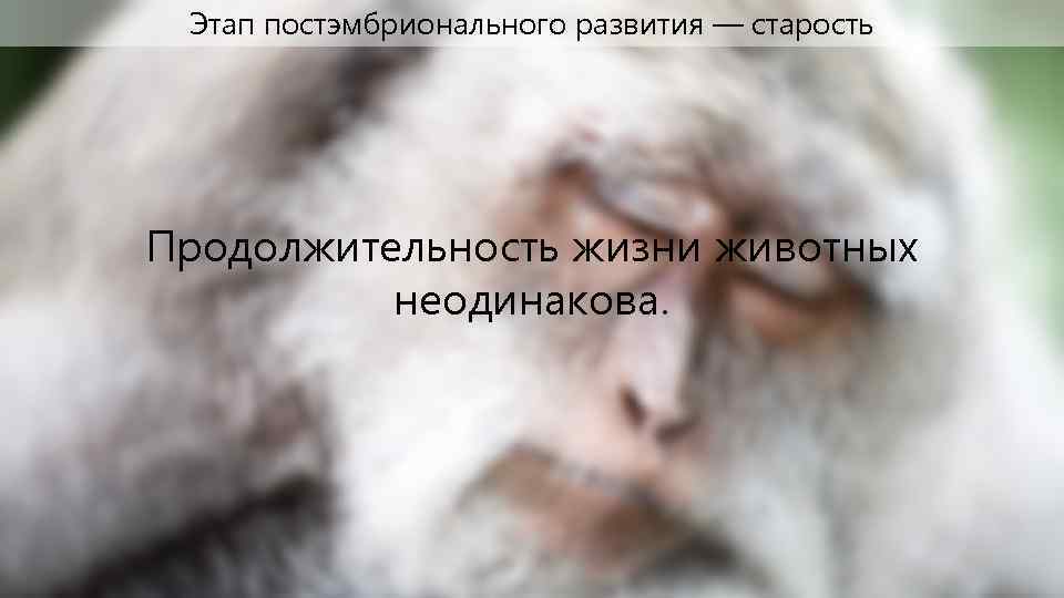 Этап постэмбрионального развития — старость Продолжительность жизни животных неодинакова. 
