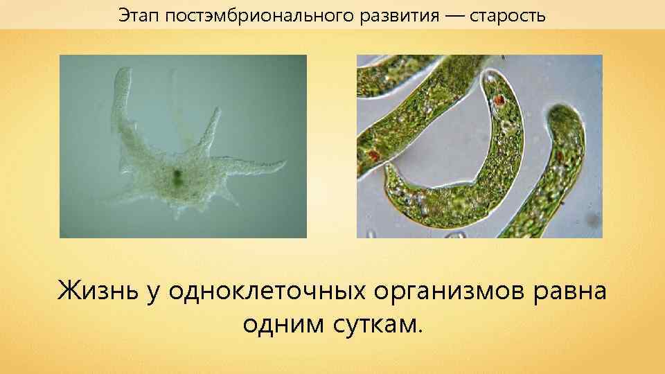 Презентация периодизация и продолжительность жизни животных 7 класс презентация