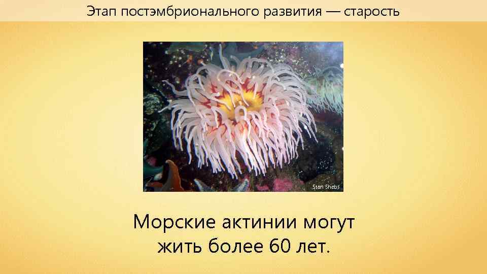 Этап постэмбрионального развития — старость Stan Shebs Морские актинии могут жить более 60 лет.