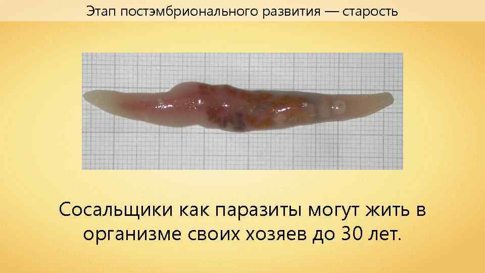 Этап постэмбрионального развития — старость Сосальщики как паразиты могут жить в организме своих хозяев