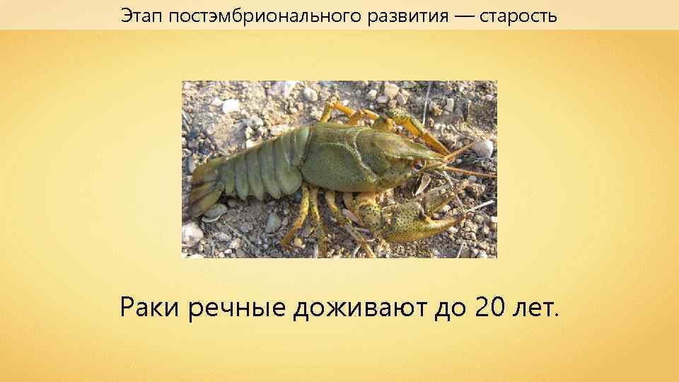 Этап постэмбрионального развития — старость Раки речные доживают до 20 лет. 