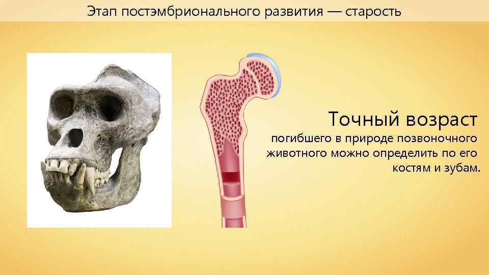 Этап постэмбрионального развития — старость Точный возраст погибшего в природе позвоночного животного можно определить