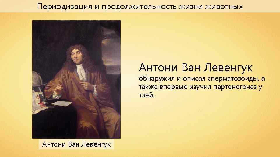 Периодизация и продолжительность жизни животных Антони Ван Левенгук обнаружил и описал сперматозоиды, а также