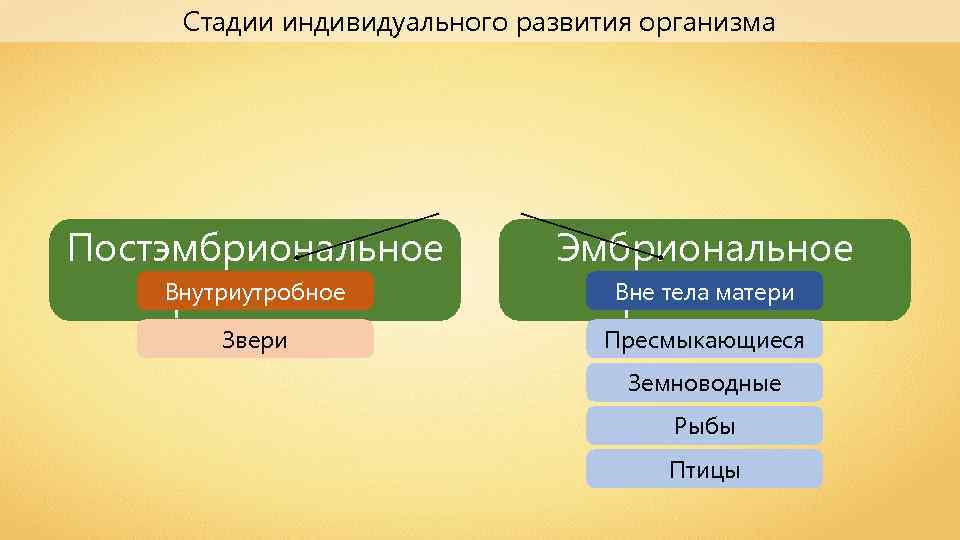 Стадии индивидуального развития. Периодизация и Продолжительность жизни животных. Периодизация и Продолжительность жизни животных таблица. Периодизация и Продолжительность жизни животных 7 класс биология. Таблица периодизация и Продолжительность жизни животных 7.