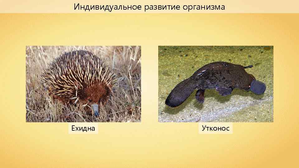 Индивидуальное развитие организма Ехидна Утконос 