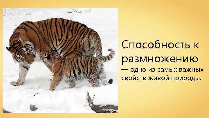 Способность к размножению — одно из самых важных свойств живой природы. Dave Pape 