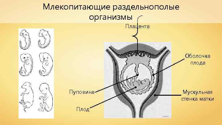 Млекопитающие раздельнополые организмы Плацента Оболочка плода Пуповина Мускульная стенка матки Плод User 16 