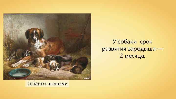 У собаки срок развития зародыша — 2 месяца. Kneiphof Собака со щенками 