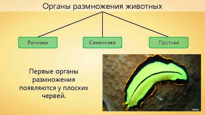 Органы размножения животных Яичники Семенники Протоки Первые органы размножения появляются у плоских червей. Bricktop