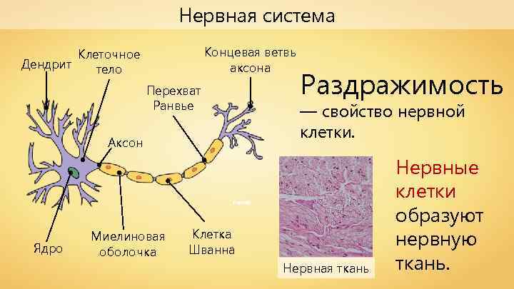 Нервная система Концевая ветвь аксона Клеточное Дендрит тело Перехват Ранвье Раздражимость — свойство нервной