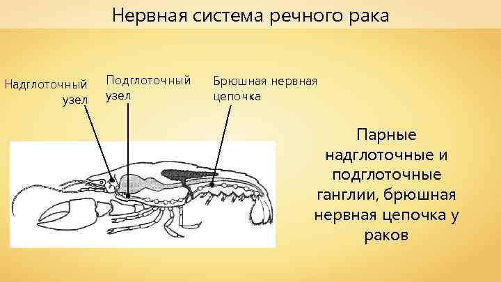 Нервная система речного рака Надглоточный узел Подглоточный узел Брюшная нервная цепочка Парные надглоточные и