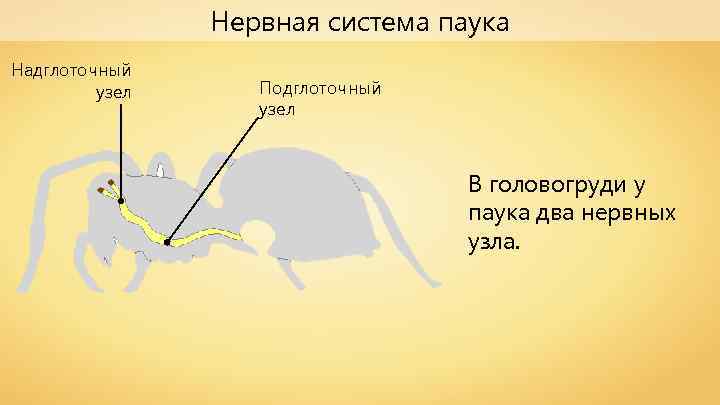 Нервная система паука Надглоточный узел Подглоточный узел В головогруди у паука два нервных узла.