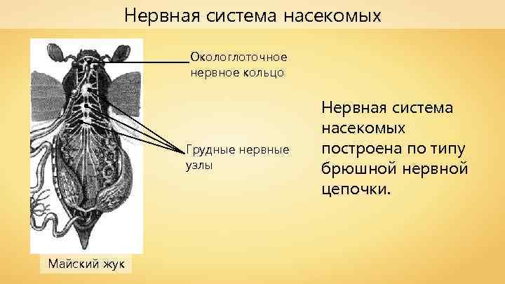Нервная система насекомых Окологлоточное нервное кольцо Грудные нервные узлы Майский жук Нервная система насекомых