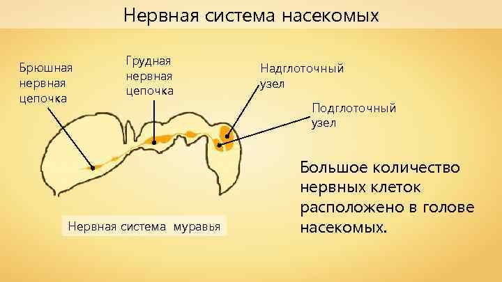 Нервная система насекомых Брюшная нервная цепочка Грудная нервная цепочка Нервная система муравья Надглоточный узел
