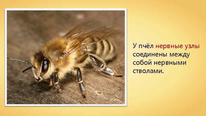 У пчёл нервные узлы соединены между собой нервными стволами. 
