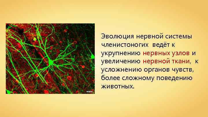 Эволюция нервной системы членистоногих ведёт к укрупнению нервных узлов и увеличению нервной ткани, к