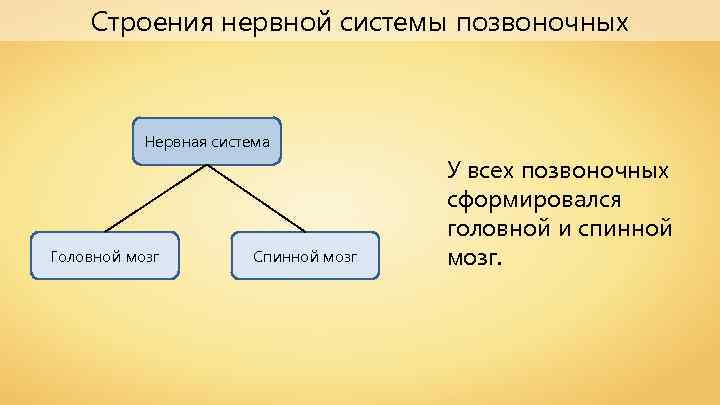 Строения нервной системы позвоночных Нервная система Головной мозг Спинной мозг У всех позвоночных сформировался
