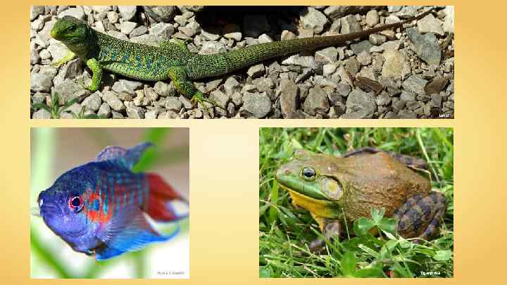 Lanzi André Karwath Tigershrike 
