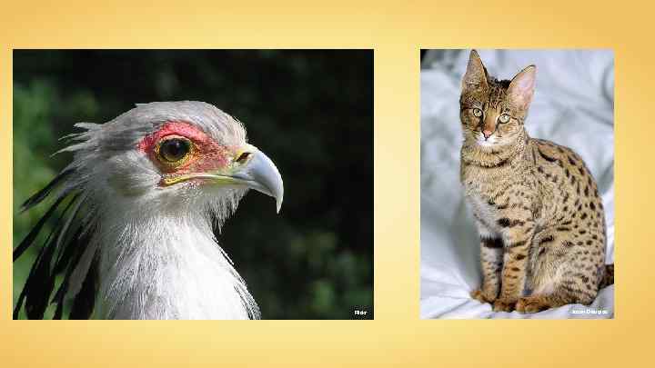 Flickr Jason Douglas 