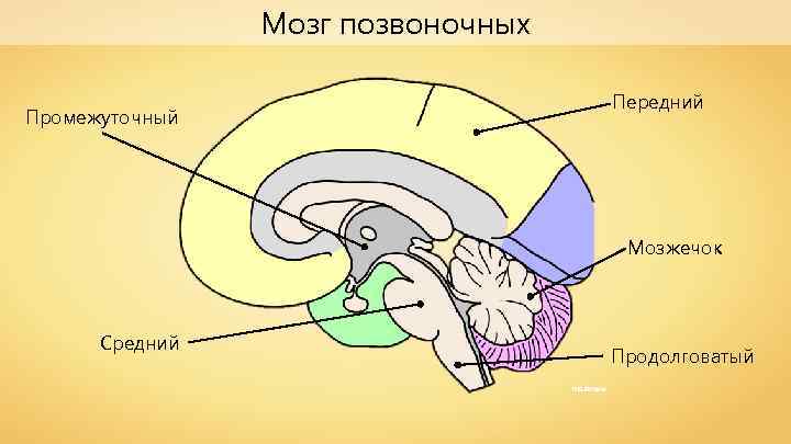 Мозг позвоночных Передний Промежуточный Мозжечок Средний Продолговатый NEUROtiker 
