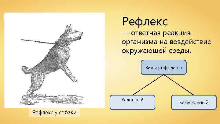 Рефлекс — ответная реакция организма на воздействие окружающей среды. Виды рефлексов Условный Рефлекс у