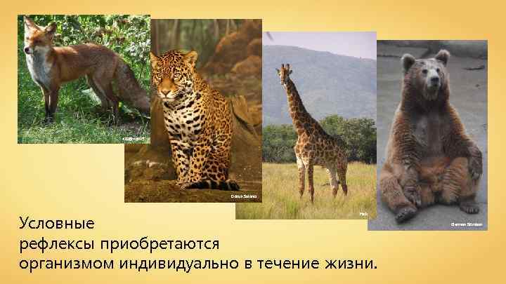 4028 mdk 09 Doruk Salancı Условные рефлексы приобретаются организмом индивидуально в течение жизни. Hok