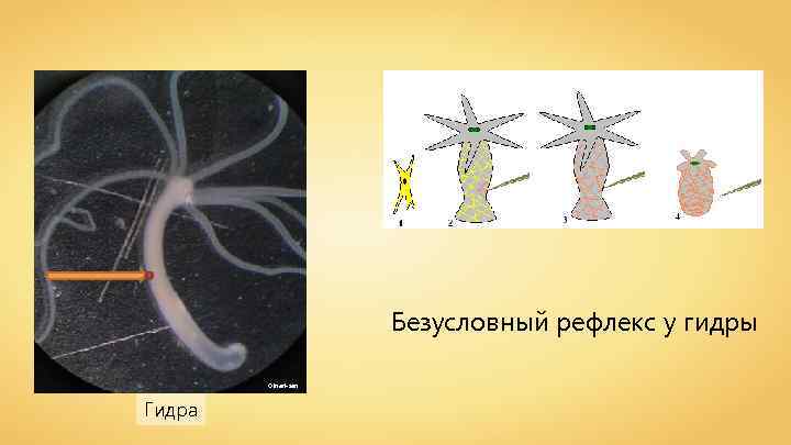 Безусловный рефлекс у гидры Oinari-san Гидра 