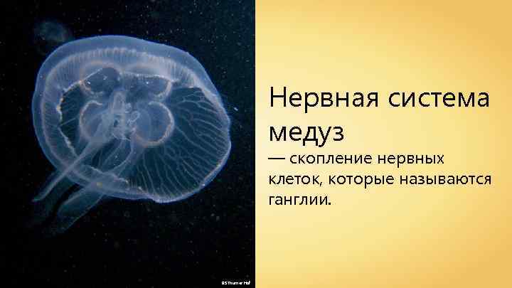 Нервная система медуз — скопление нервных клеток, которые называются ганглии. BS Thurner Hof 