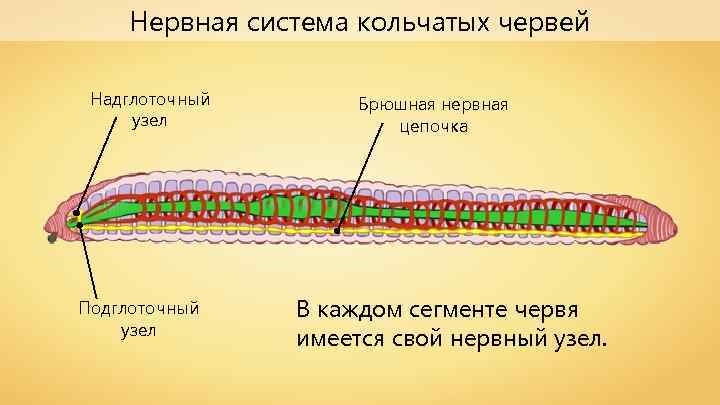 Нервная система кольчатых червей Надглоточный узел Подглоточный узел Брюшная нервная цепочка В каждом сегменте