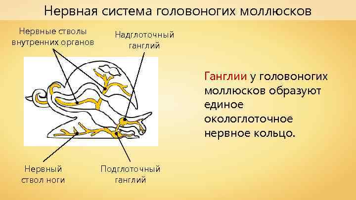 Нервная система головоногих моллюсков Нервные стволы внутренних органов Надглоточный ганглий Ганглии у головоногих моллюсков