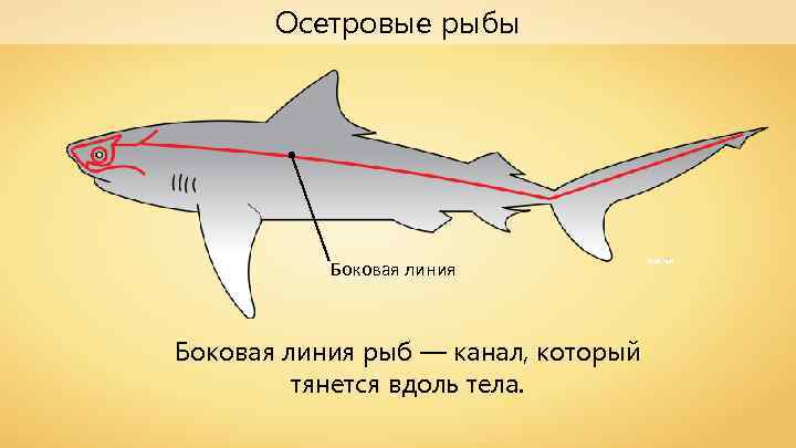 Осетровые рыбы Боковая линия рыб — канал, который тянется вдоль тела. Chris huh 