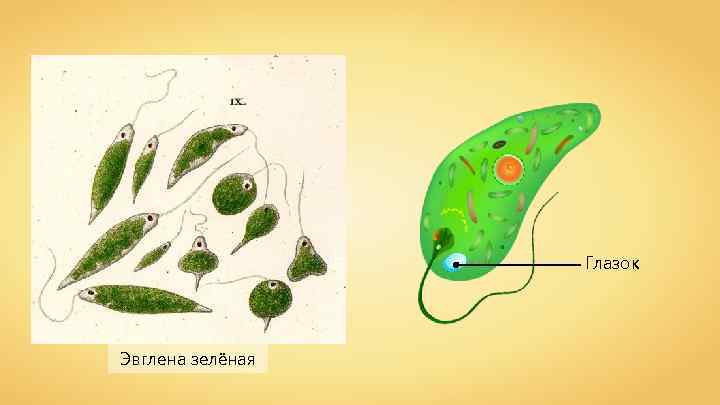 Глазок Эвглена зелёная 
