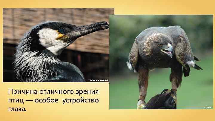 yellow_bird_woodstock Причина отличного зрения птиц — особое устройство глаза. J. Glover 