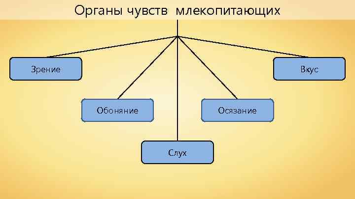 Органы чувств млекопитающих Зрение Вкус Обоняние Осязание Слух 