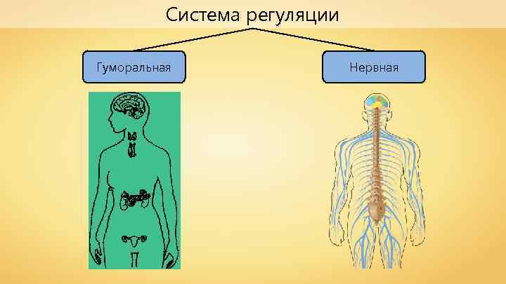 Система регуляции Гуморальная Нервная 