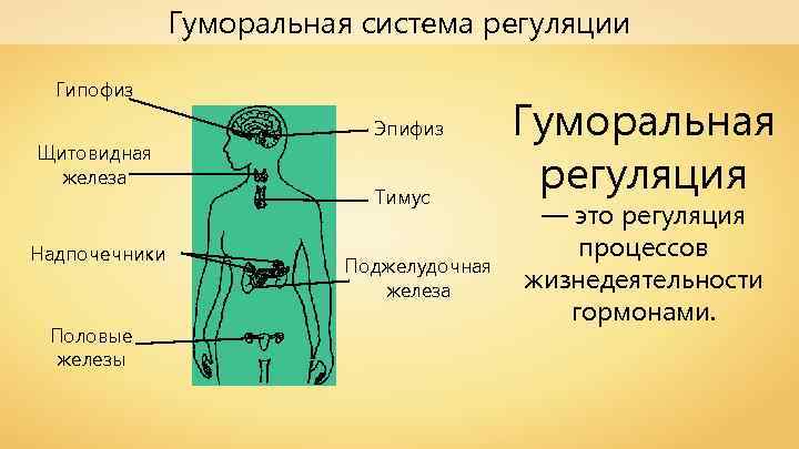 Гуморальная система регуляции Гипофиз Щитовидная железа Надпочечники Половые железы Эпифиз Тимус Поджелудочная железа Гуморальная