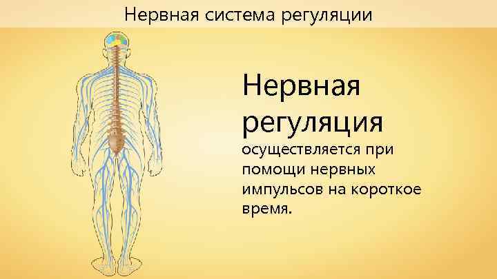 Нервная система регуляции Нервная регуляция осуществляется при помощи нервных импульсов на короткое время. 