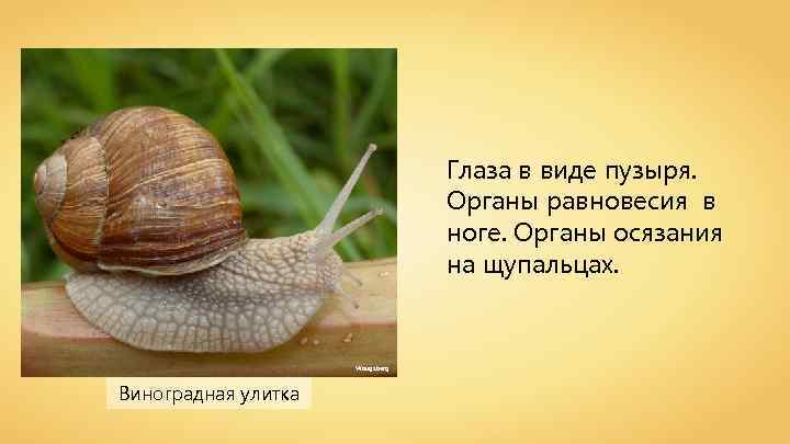 Глаза в виде пузыря. Органы равновесия в ноге. Органы осязания на щупальцах. Waugsberg Виноградная