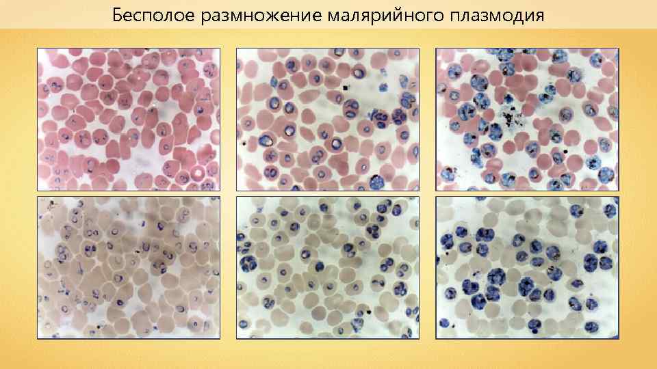 Бесполое размножение малярийного плазмодия 