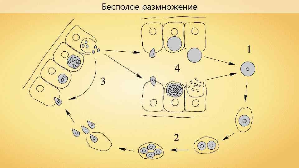 Бесполое размножение 