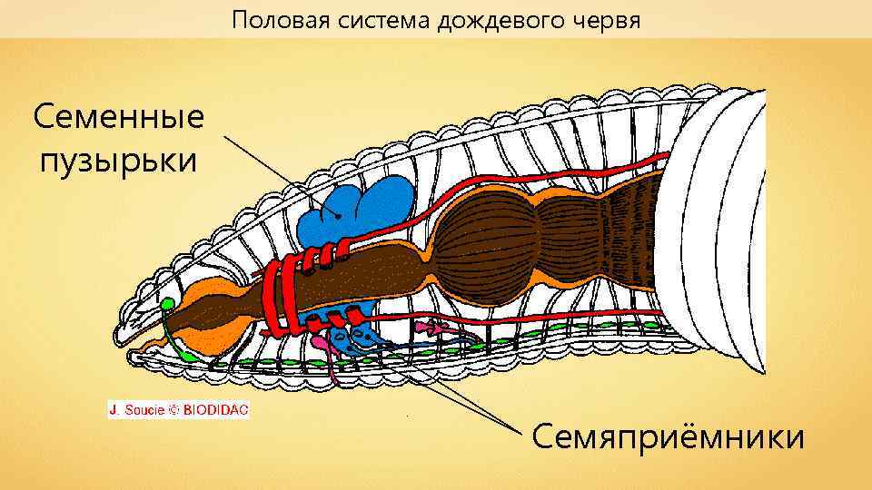 Найди системы органов дождевого червя на рисунке