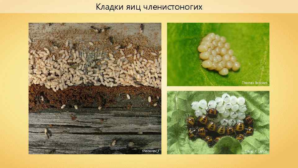 Кладки яиц членистоногих Thomas Bresson shabanov_f David R. Lance 