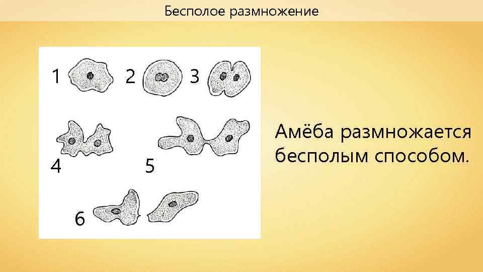 Презентация на тему способы размножения животных оплодотворение 7 класс биология