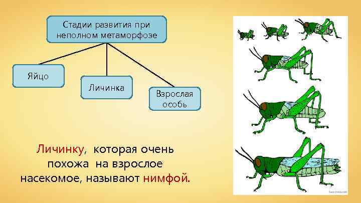 Стадии развития при неполном метаморфозе Яйцо Личинка Взрослая особь Личинку, которая очень похожа на