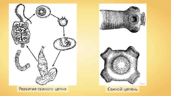 Petwoe Развитие свиного цепня Свиной цепень 